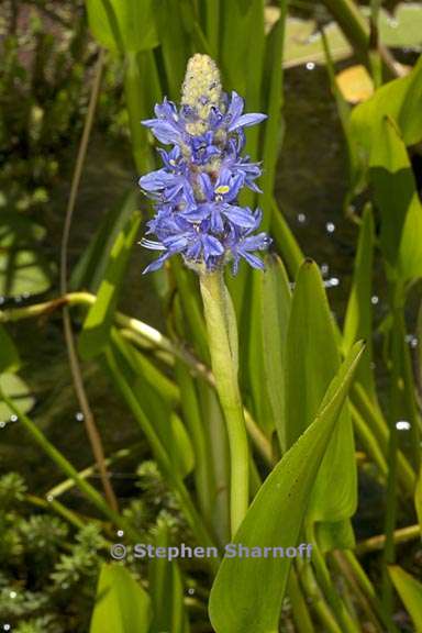 pontederia cordata 2 graphic